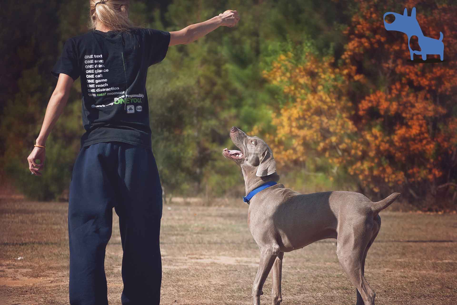 Como hablarle a tu perro para que te entienda