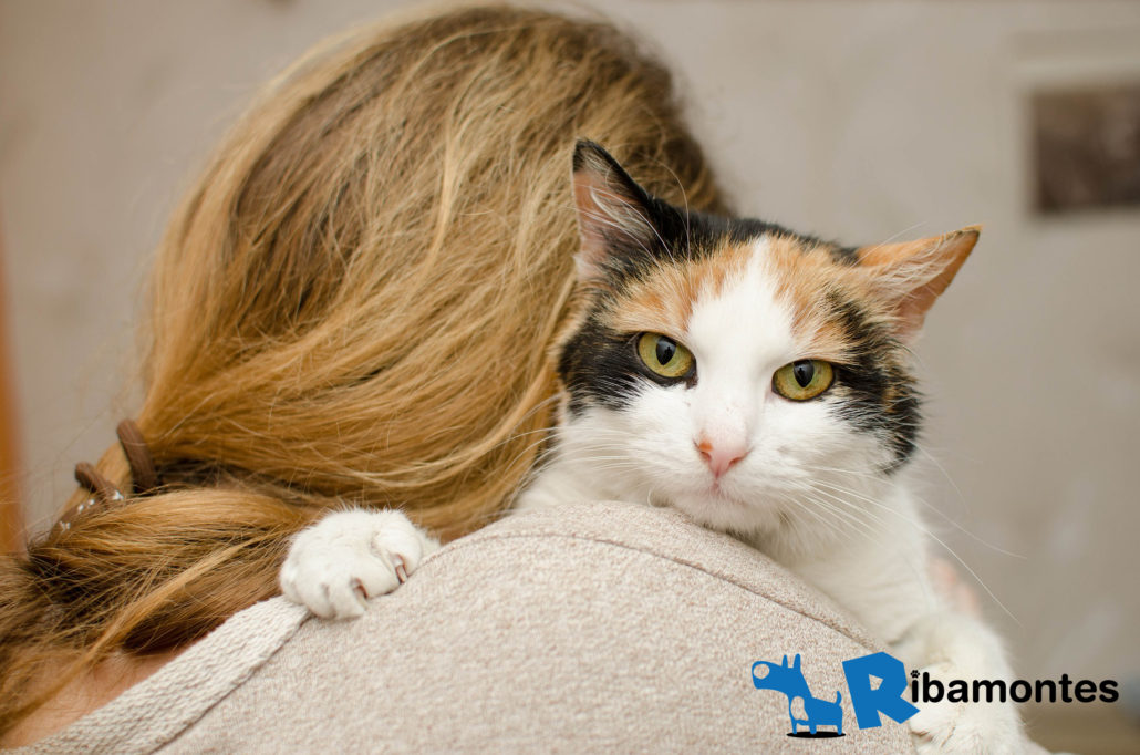 adoptar a un gato