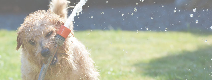 Riesgos que puede padecer tu perro