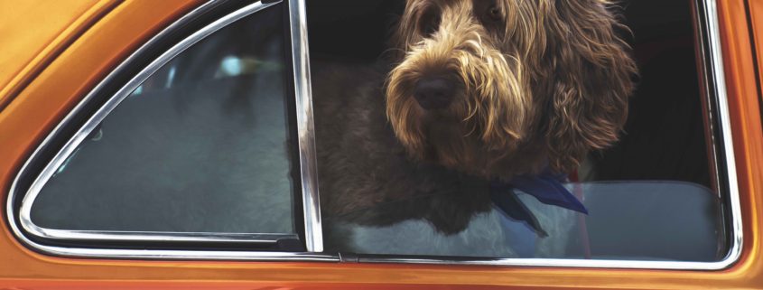 perro-se-maree-en-el-coche